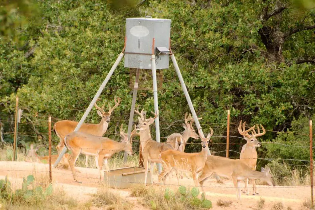 DIY Deer Feeder Plans