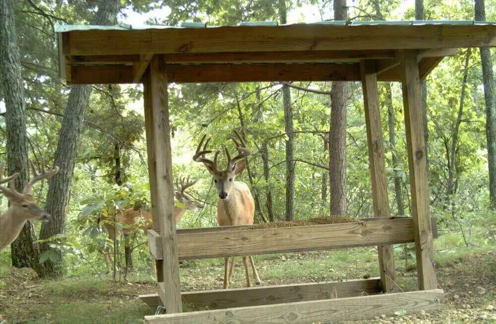 DIY Trough Deer Feeder