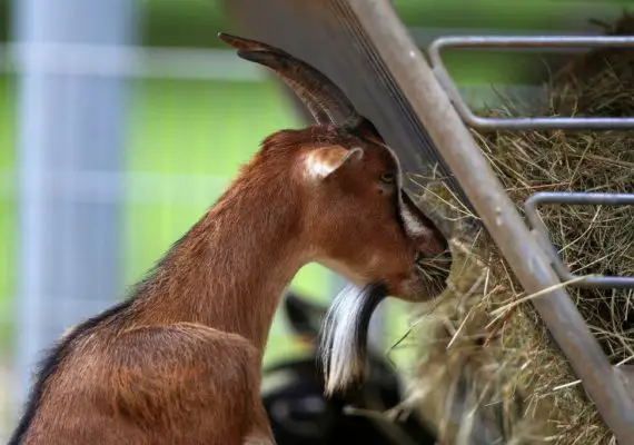 30 DIY Goat Hay Feeder Plans You Can Build