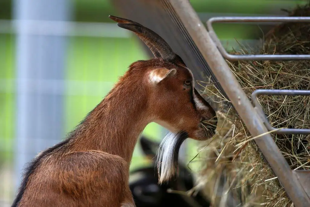 DIY Goat Hay Feeder Plans