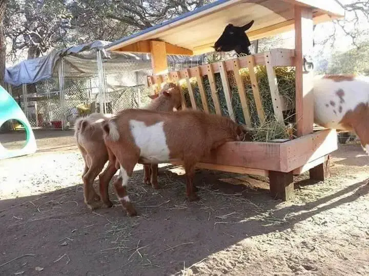 DIY Goat Hay Feeder With Roof