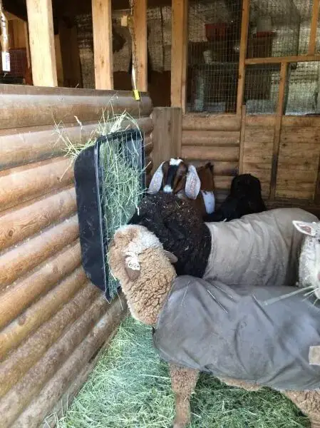 DIY Plastic Tub Goat Feeder